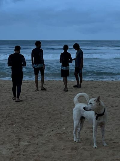 Four friends in wetsuits standing at the waterline under heavy storm clouds at dusk, a white dog with a black collar in the foreground looking off to the side